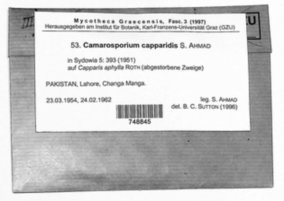 Camarosporiopsis capparis image